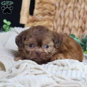 George (Mini), Shih Tzu Puppy